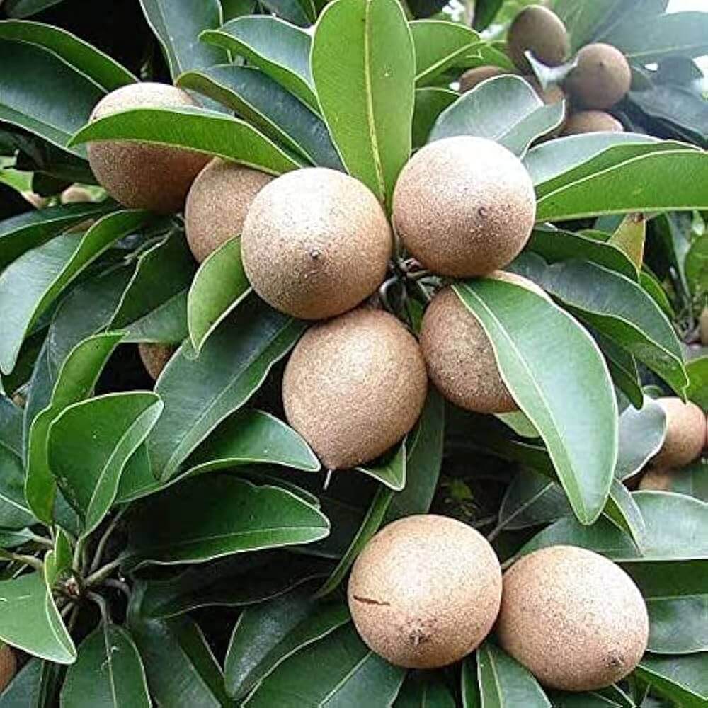 Sapote Seeds - Fruit Plant for Home Gardens