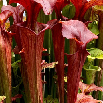 Sarracenia Seeds – Wildflower Mix