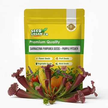 Sarracenia Purpurea Seeds – Purple Pitcher