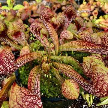 Pitcher Plant Seeds – Parrot