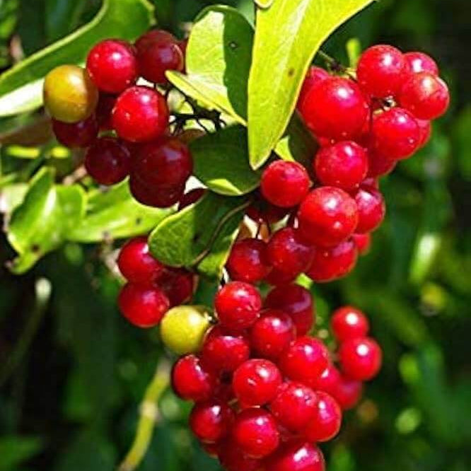 Sarsaparilla Seeds – Nostrana