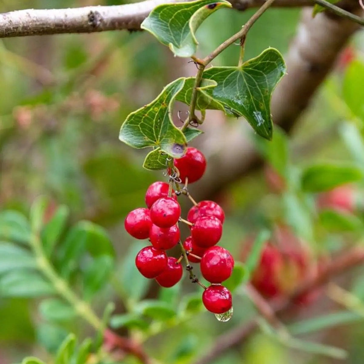 Sarsaparilla Seeds