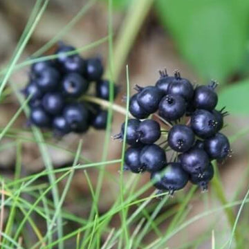 Sarsaparilla Seeds – Black