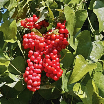 Sarsaparilla Seeds – Nostrana