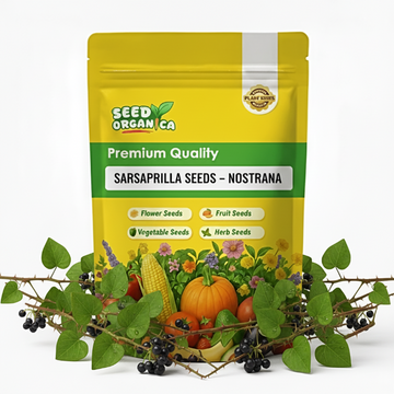 Sarsaparilla Seeds – Nostrana