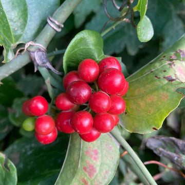 Sarsaparilla Seeds – Nostrana