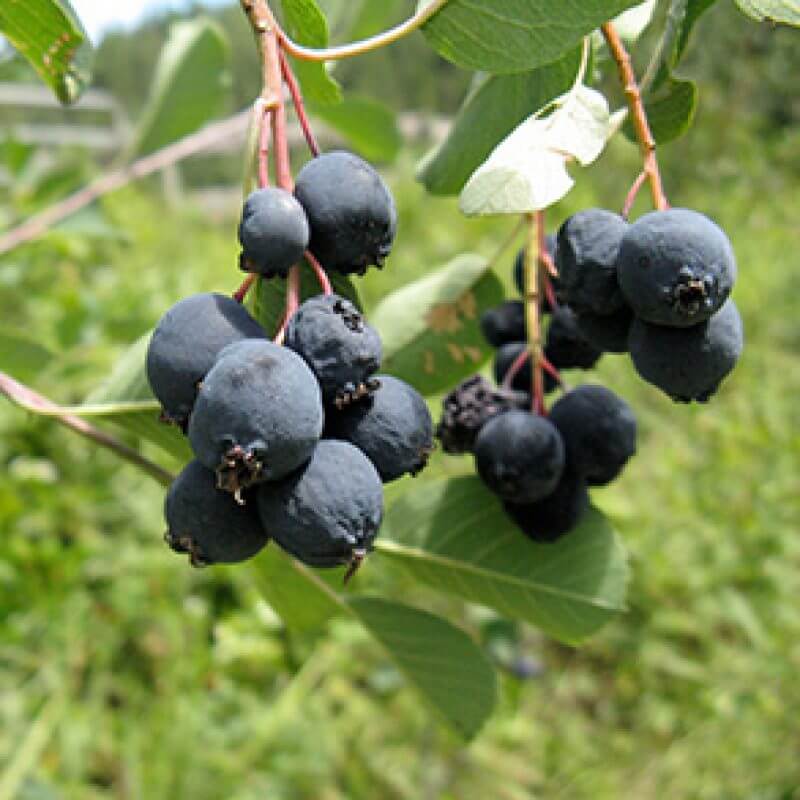Saskatoon Berry Seeds