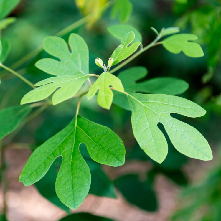 Sassafras Albidum Seeds - Herbal Plant