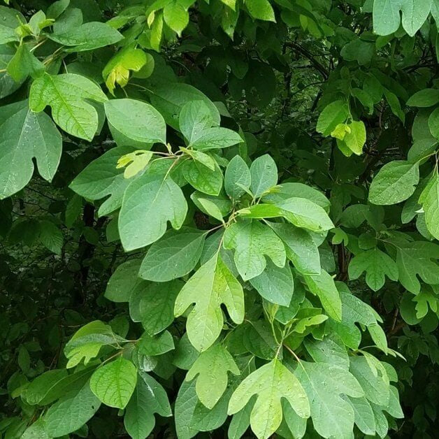 Sassafras Albidum Seeds - Herbal Plant