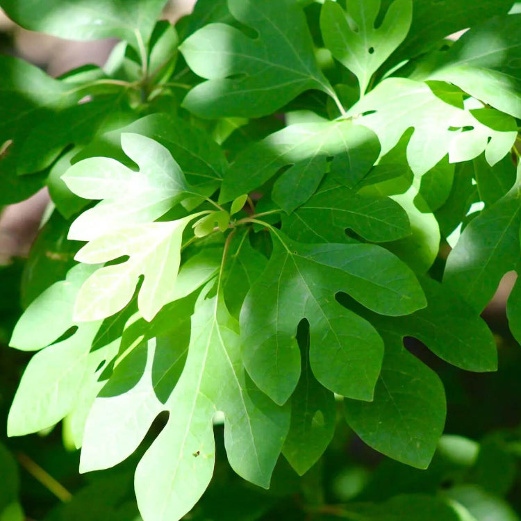 Sassafras Albidum Seeds - Herbal Plant