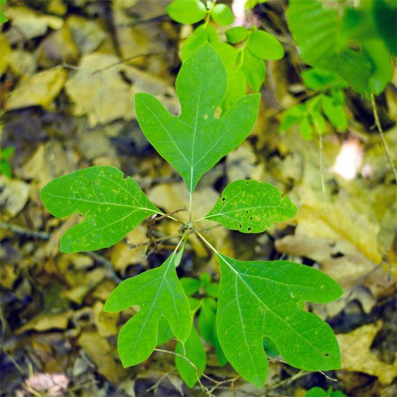 Sassafras Seeds - Herbal Plant for Home Gardens