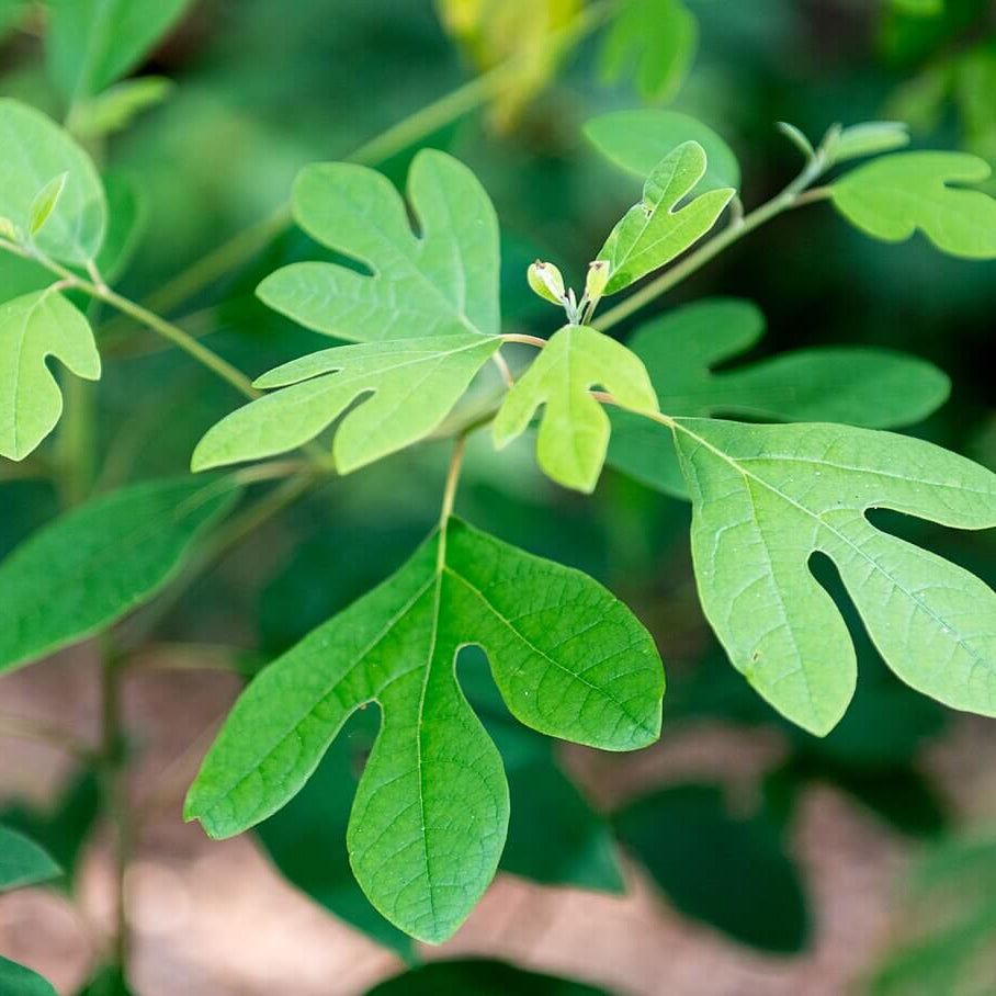 Sassafras Seeds - Herbal Plant for Home Gardens