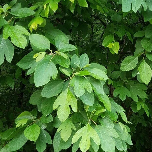Sassafras Seeds - Herbal Plant for Home Gardens