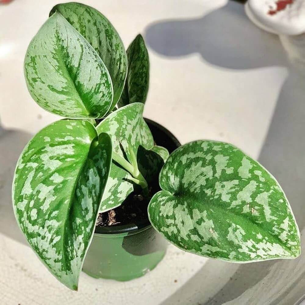 Satin Pothos Seeds
