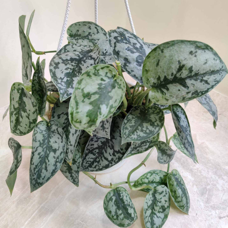 Satin Pothos Seeds