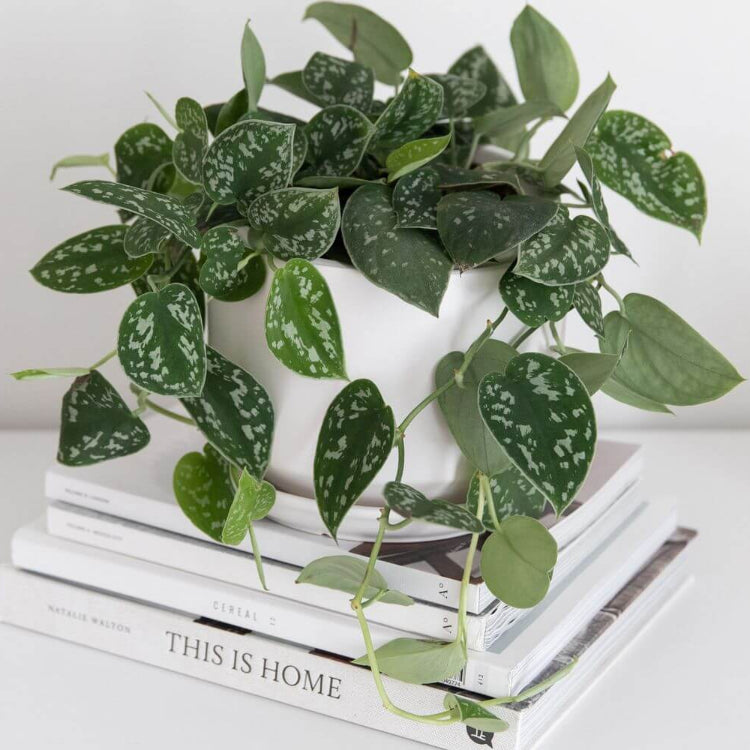 Satin Pothos Seeds