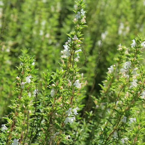 Savory Seeds – Winter 