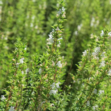 Savory Seeds – Winter 