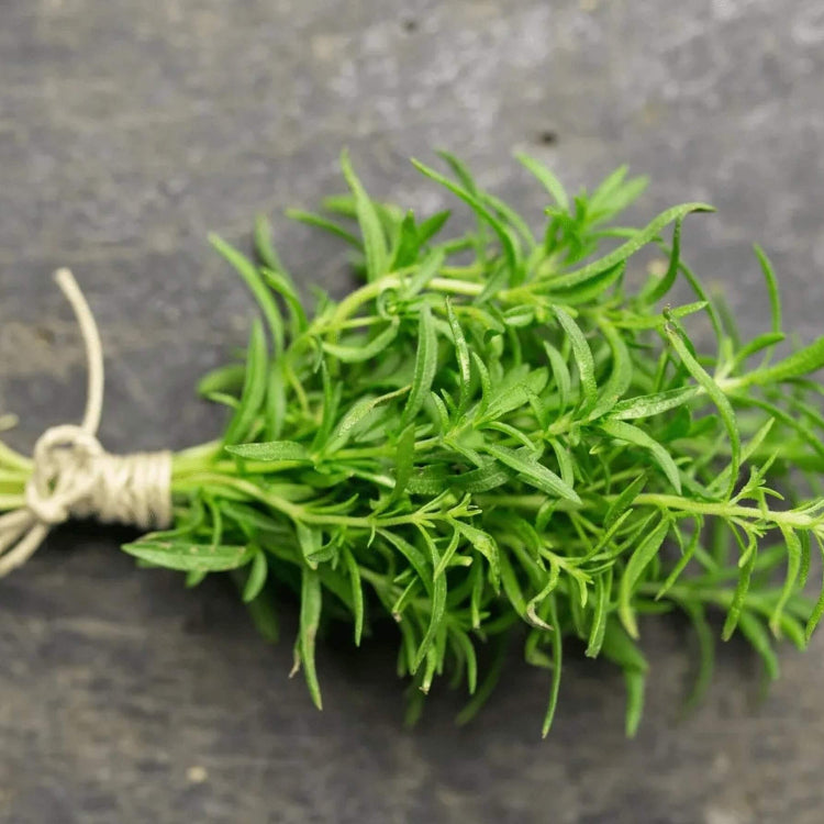 Savory Seeds – Winter 
