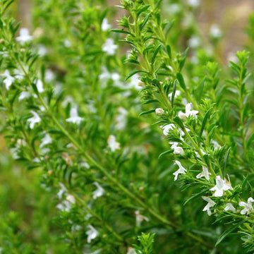 Savory Seeds – Winter 