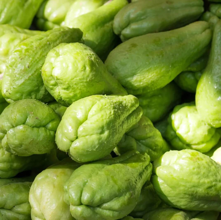 Sayote Seeds - Vegetable Plant for Home Gardens