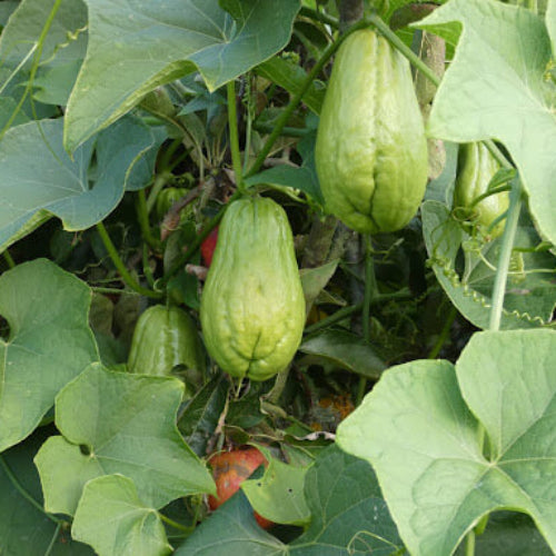 Sayote Seeds - Vegetable Plant for Home Gardens