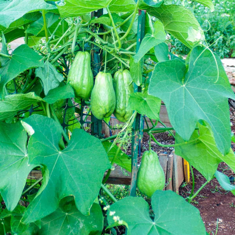 Sayote Seeds - Vegetable Plant for Home Gardens
