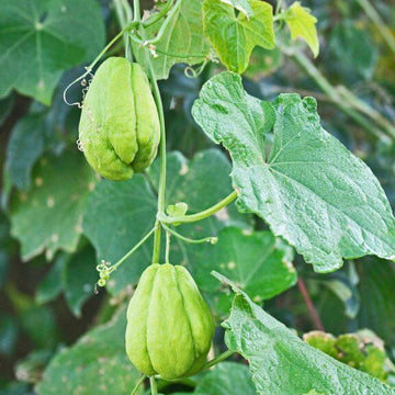 Sayote Seeds - Vegetable Plant for Home Gardens