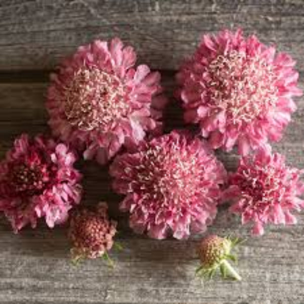 Scabiosa atropurpurea Seeds – Salmon Rose