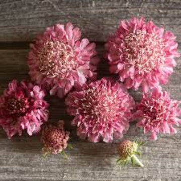 Scabiosa atropurpurea Seeds – Salmon Rose