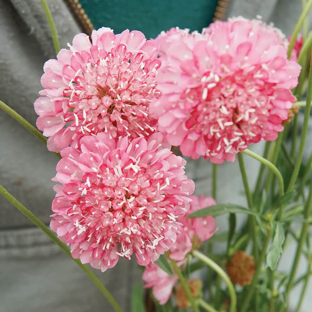Scabiosa atropurpurea Seeds – Salmon Rose