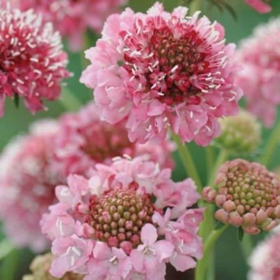 Scabiosa atropurpurea Seeds – Salmon Rose