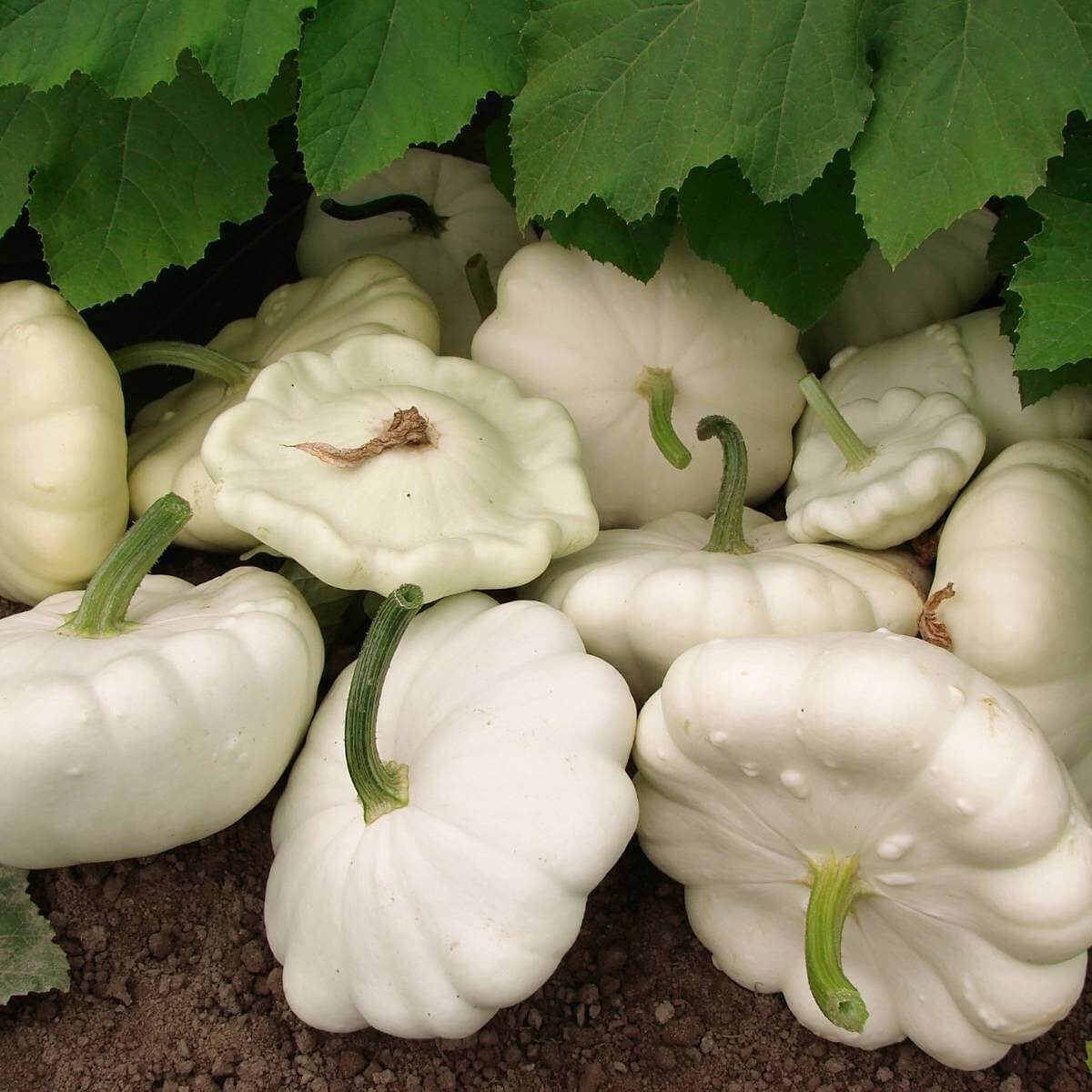 Scallop Squash Seeds - White