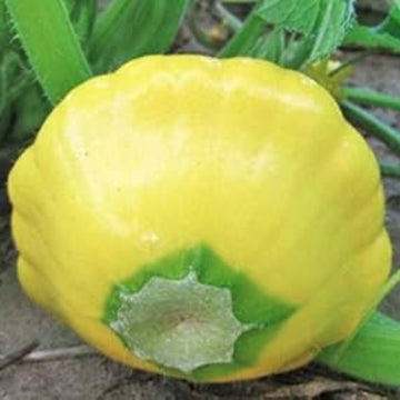 Scallop Squash Seeds - Yellow