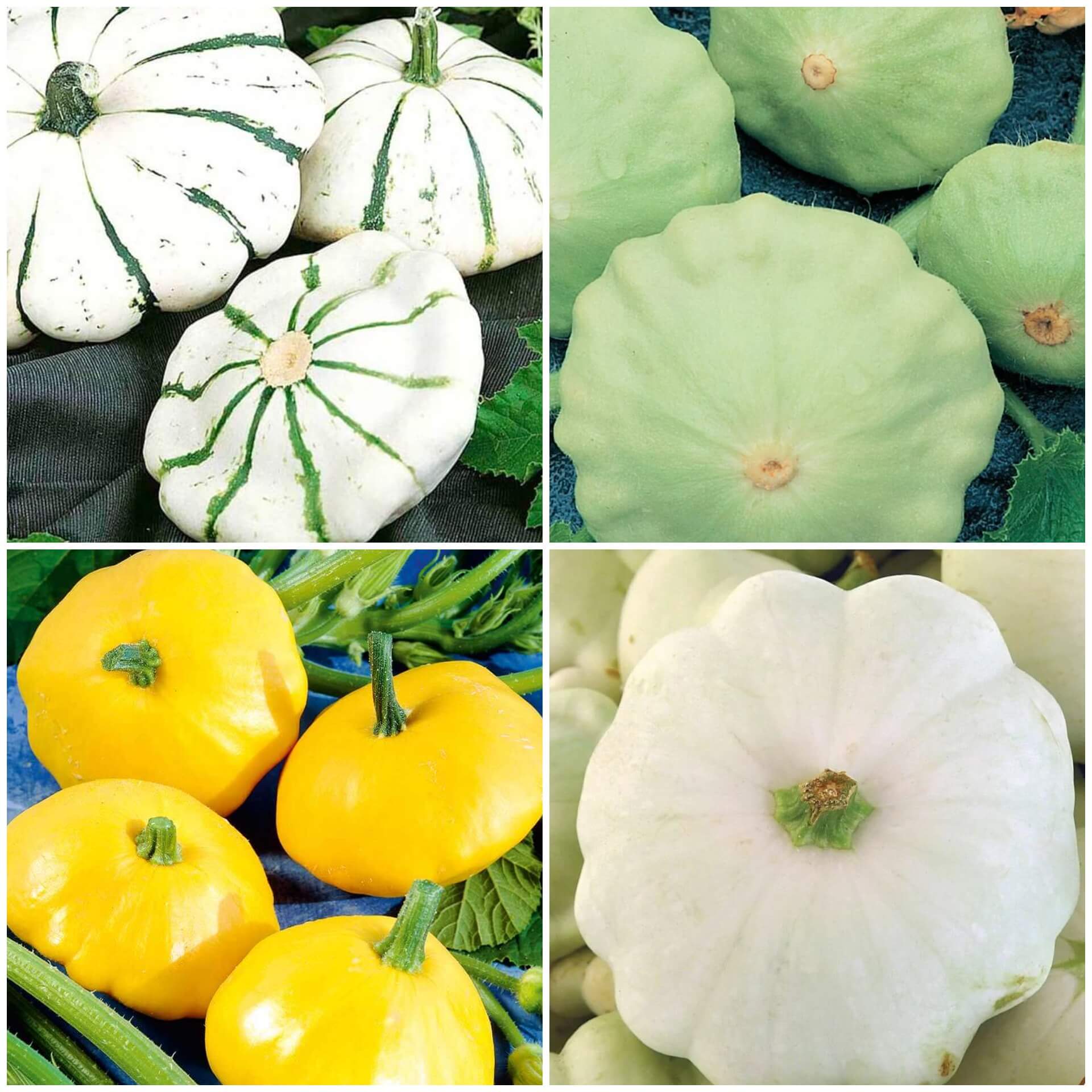 Scallop Squash Seeds - All In One For Home Gardens