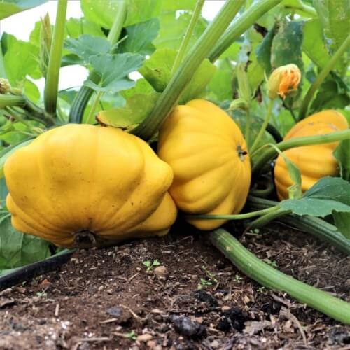 Scallop Squash Seeds - All In One For Home Gardens