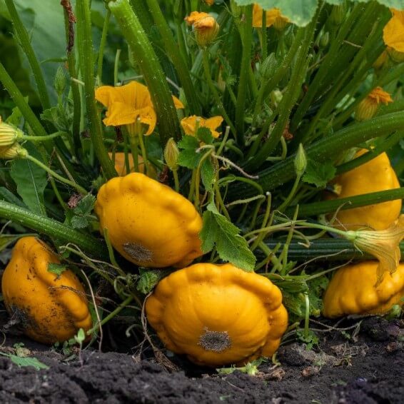 Scallop Squash Seeds - All In One For Home Gardens