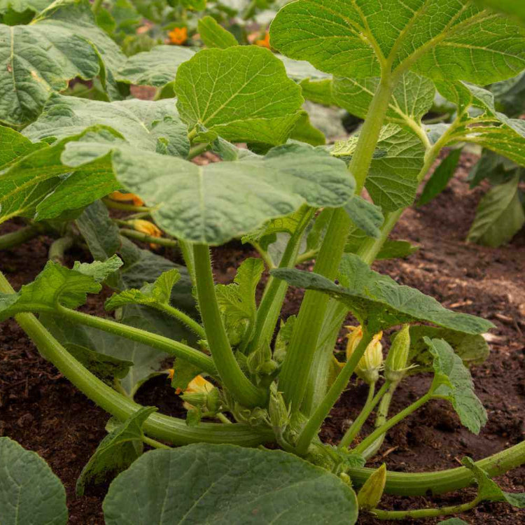 Scallop Squash Seeds - All In One For Home Gardens