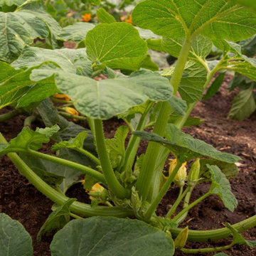 Scallop Squash Seeds - All In One For Home Gardens