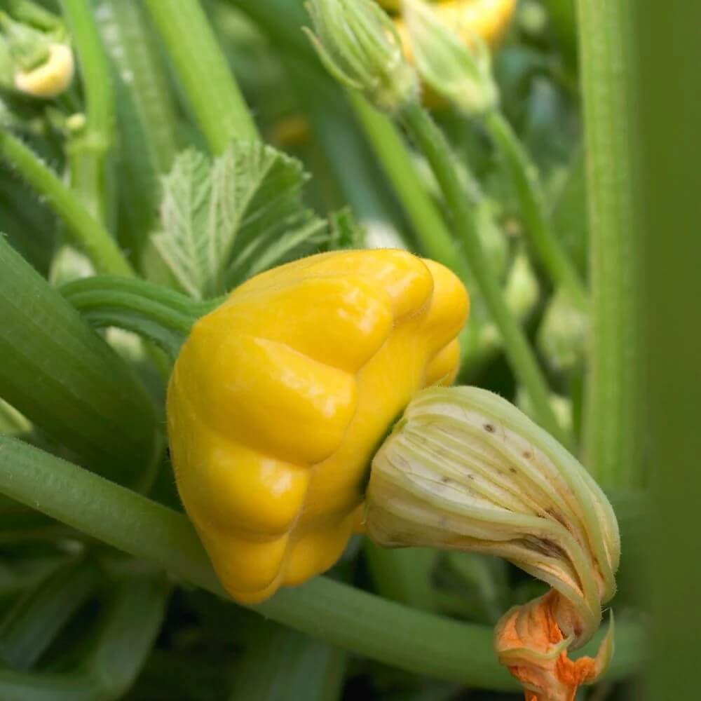 Scallop Squash Seeds - All In One For Home Gardens