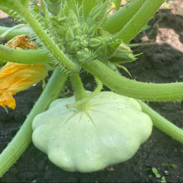 Scallop Squash Seeds - Green