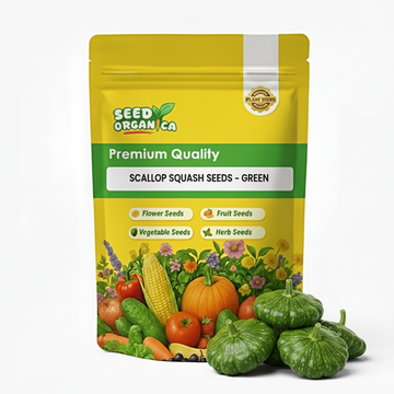Scallop Squash Seeds - Green