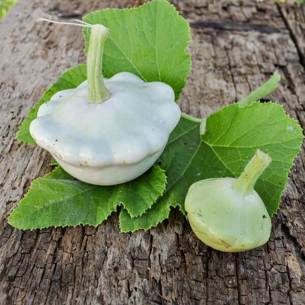 Scallop Squash Seeds - Velvet Bennings