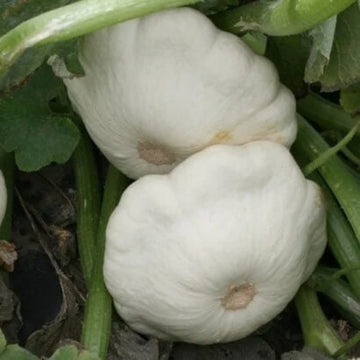 Scallop Squash Seeds - White