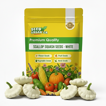 Scallop Squash Seeds - White