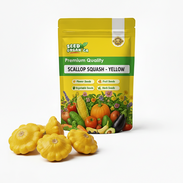 Scallop Squash Seeds - Yellow