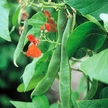 Scarlet Bean Seeds 