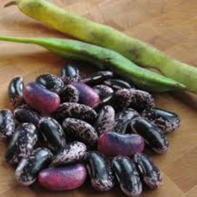 Scarlet Bean Seeds 