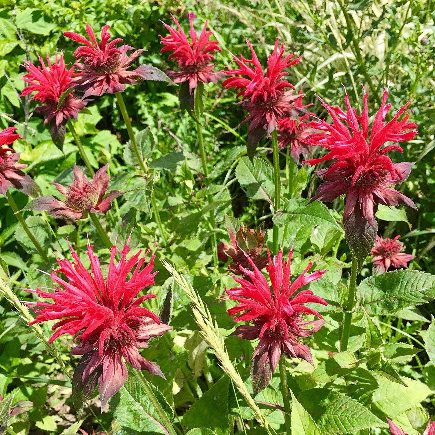 Scarlet Bee Balm Monarda Didyma Seeds