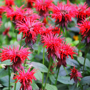 Scarlet Bee Balm Monarda Didyma Seeds